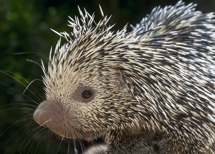 534541 Greeting Card featuring the photograph Brazilian Porcupine by Zssd