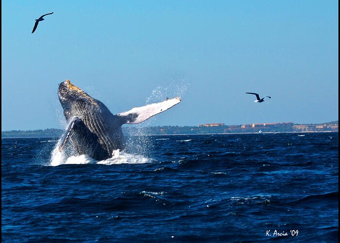 Whale Greeting Card featuring the photograph Breaching Whale by Ken Arcia