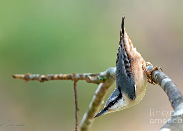 Breakneck - The Nuthatch Greeting Card featuring the photograph Breakneck - the Nuthatch by Torbjorn Swenelius