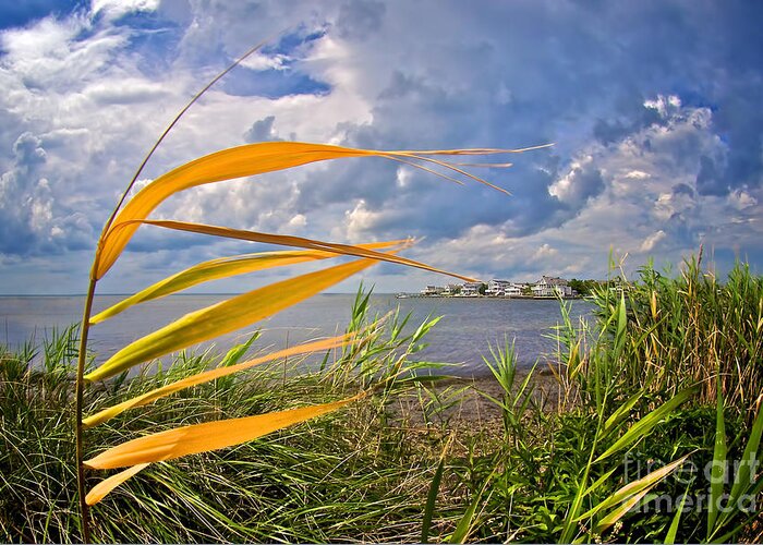 Lbi Greeting Card featuring the photograph Breezy Day on Long Beach Island by Mark Miller