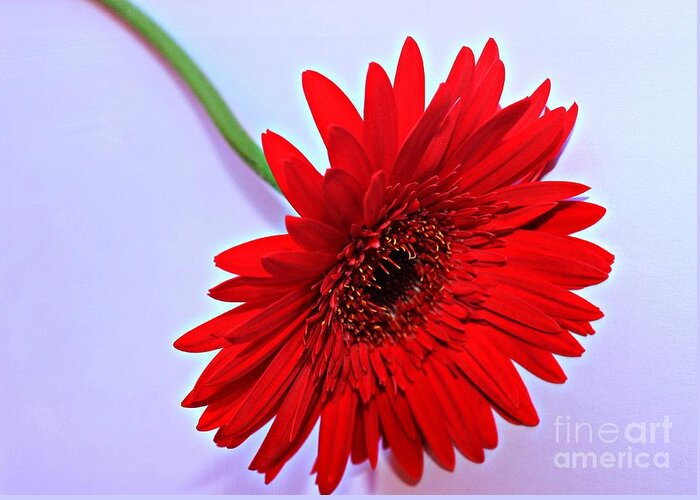 Red Gerbera Greeting Card featuring the photograph Bright by Clare Bevan