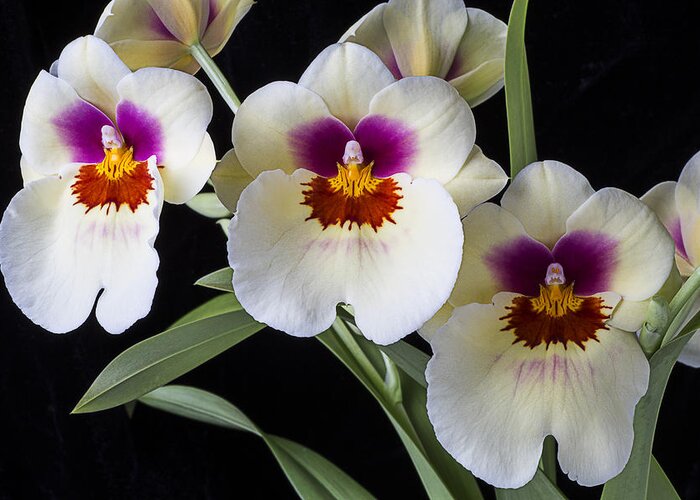 Row Greeting Card featuring the photograph Bright Miltonia Orchids by Garry Gay
