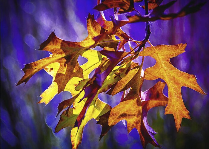 Leaves Greeting Card featuring the photograph Brilliant Autumn Leaves by Marion McCristall