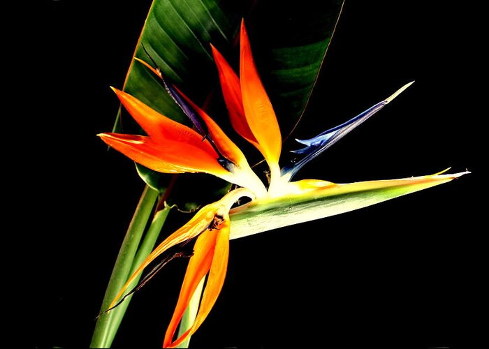Bird Of Paradise Greeting Card featuring the photograph Brilliant by Diane Merkle