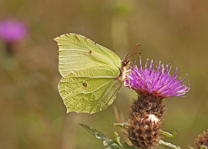 Brimstonebutterfly Greeting Card featuring the photograph Brimstone on Creeping Thistle by Paul Scoullar