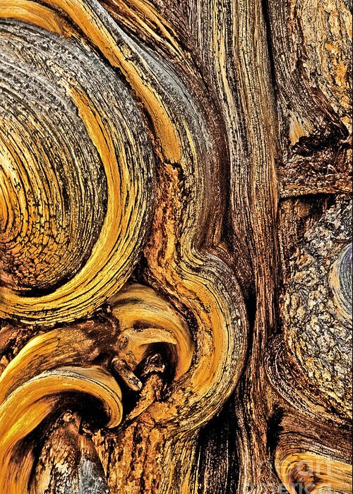 Bristlecone Pine Greeting Card featuring the photograph Bristlecone Pine Bark Detail White Mountains CA by Dave Welling