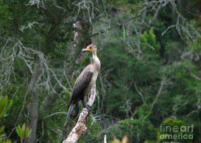 Patzer Greeting Card featuring the photograph Bristol Cormorant by Greg Patzer
