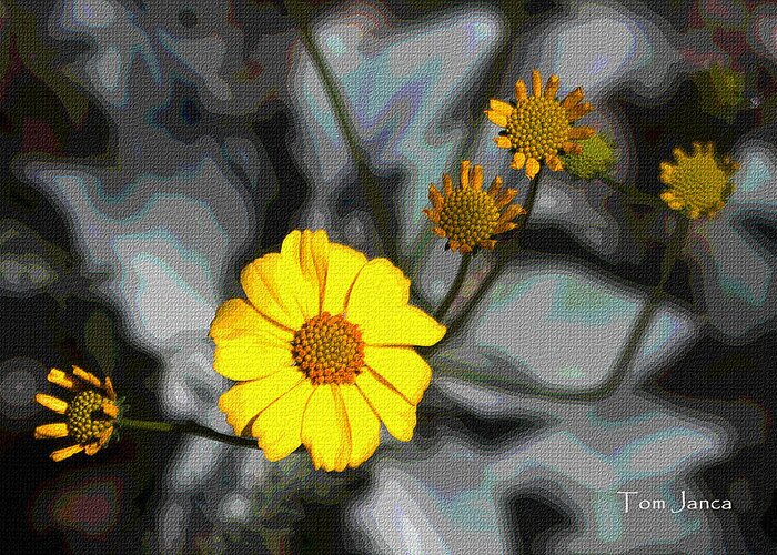 Brittle Bush Greeting Card featuring the photograph Brittle Bush Flowers In December by Tom Janca