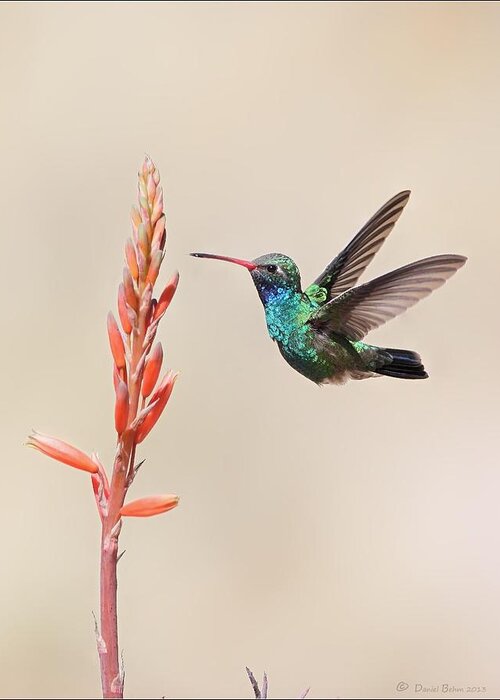 Broad Billed Greeting Card featuring the photograph Broad Billed Hummingbird by Daniel Behm