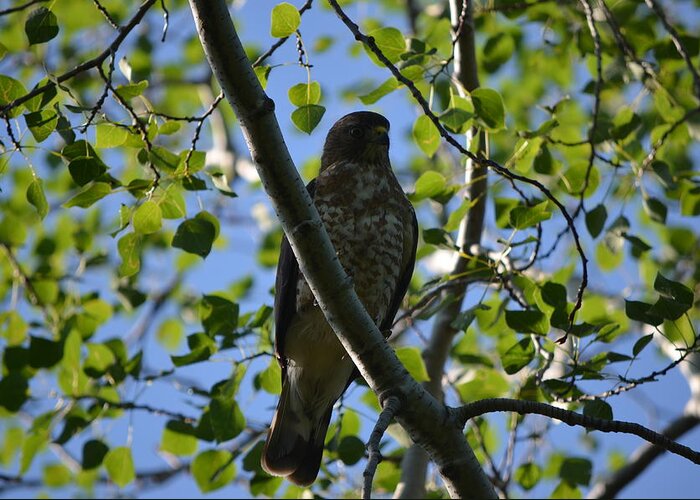 Nature Greeting Card featuring the photograph Broad-winged Hawk by James Petersen