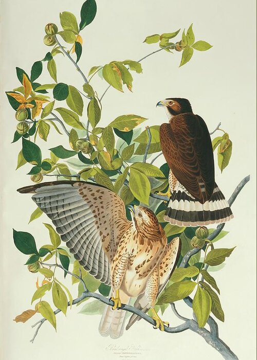 Illustration Greeting Card featuring the photograph Broad-winged Hawk by Natural History Museum, London/science Photo Library