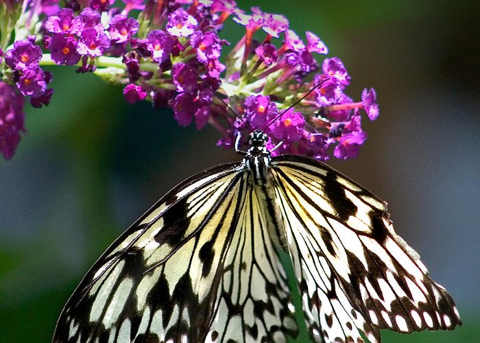 Karen Stephenson Photography Greeting Card featuring the photograph Broken Wing of Black and White on Purple by Karen Stephenson