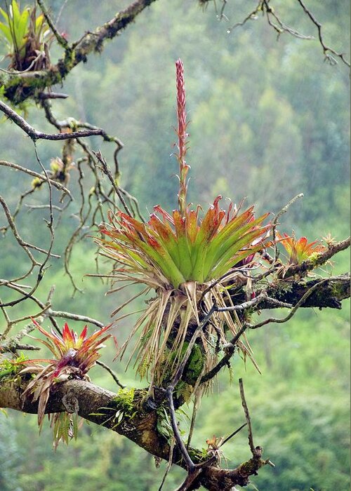 Bromeliad Greeting Card featuring the photograph Bromeliad In Flower Growing On A Tree by Sinclair Stammers/science Photo Library