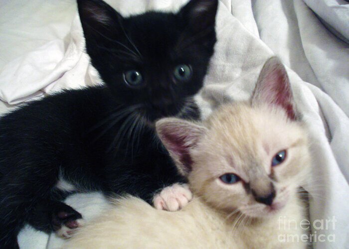 Animal Lover Greeting Card featuring the photograph Brother n Sister Kittens by Megan Dirsa-DuBois