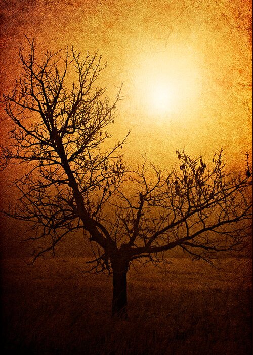 Tree Greeting Card featuring the photograph Brotherhood of Light by Roman Solar