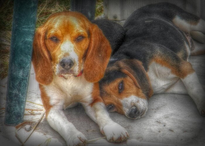 Beagle Greeting Card featuring the photograph Brothers by Amanda Eberly