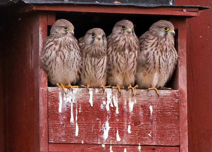 The Four Young Kestrels Greeting Card featuring the photograph Brothers and sisters by Torbjorn Swenelius