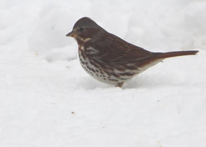 Brown And White Speckled Bird In The Snow Greeting Card featuring the photograph Brown and White Speckled Bird in the Snow by Cody Cookston