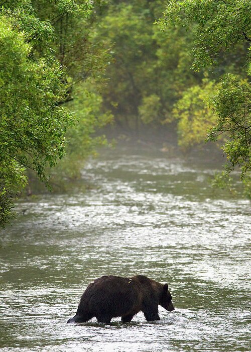 Brown Bear Greeting Card featuring the photograph Brown Bear In Water At Fish Creek by Richard Wear / Design Pics
