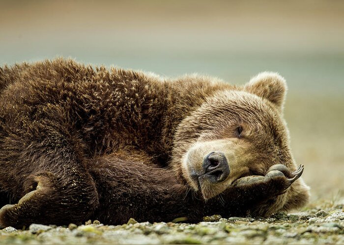 Brown Bear Greeting Card featuring the photograph Brown Bear, Katmai National Park, Alaska by Paul Souders