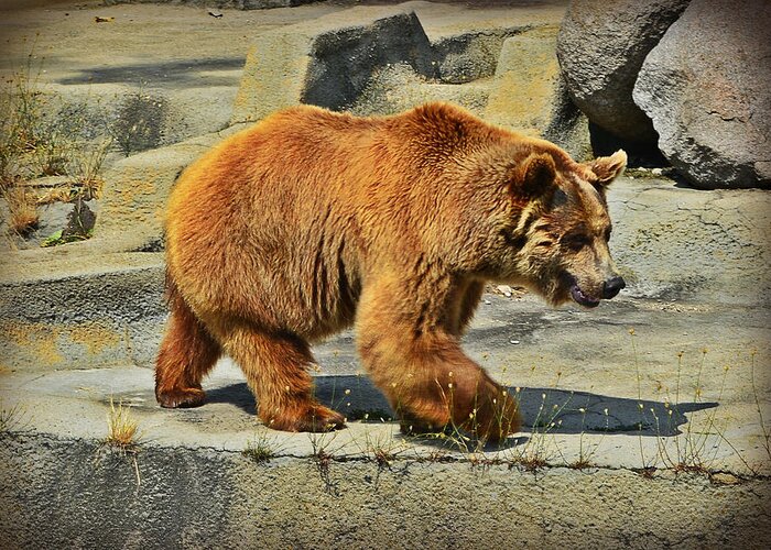 Bear Greeting Card featuring the photograph Brown bear by Rumiana Nikolova