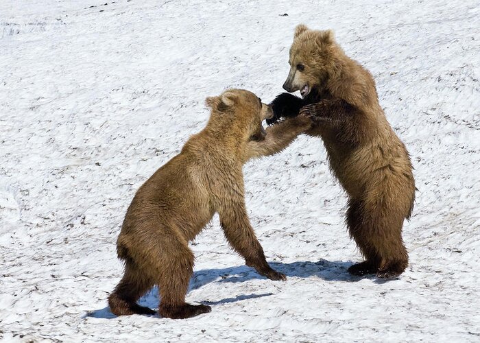00782007 Greeting Card featuring the photograph Brown Bear Ursus Arctos Cubs Play by Sergey Gorshkov