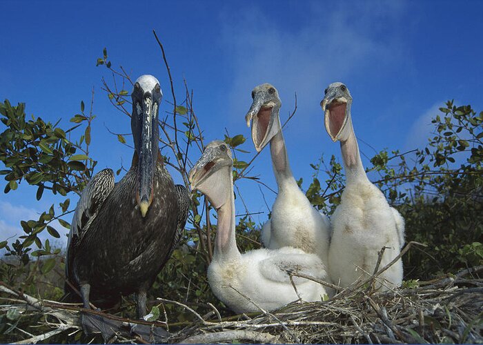 Feb0514 Greeting Card featuring the photograph Brown Pelican Chicks Begging Galapagos by Tui De Roy