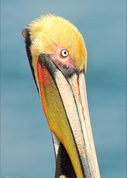 Brown Pelican Greeting Card featuring the photograph Brown Pelican Portrait by Daniel Behm