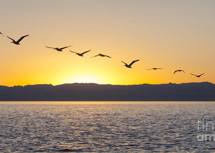 Pelicans Greeting Card featuring the photograph Brown Pelicans at sunset by Liz Leyden
