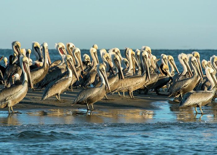 Baja California Greeting Card featuring the photograph Brown Pelicans by Christopher Swann