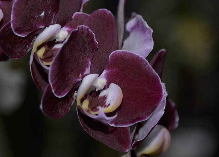 Orchid Greeting Card featuring the photograph Brown Phal by Terri Winkler
