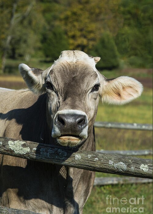 Brown Swiss Greeting Card featuring the photograph Brown Swiss Cow by John Greim