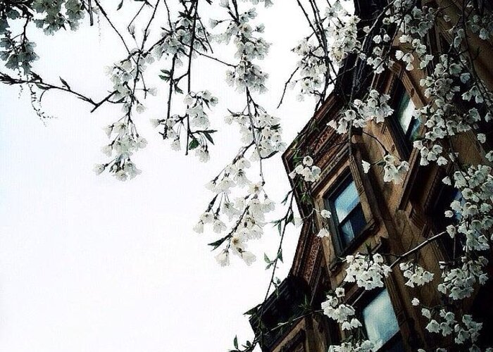 Ig_captures_city Greeting Card featuring the photograph Brownstones & Blossoms by Natasha Marco