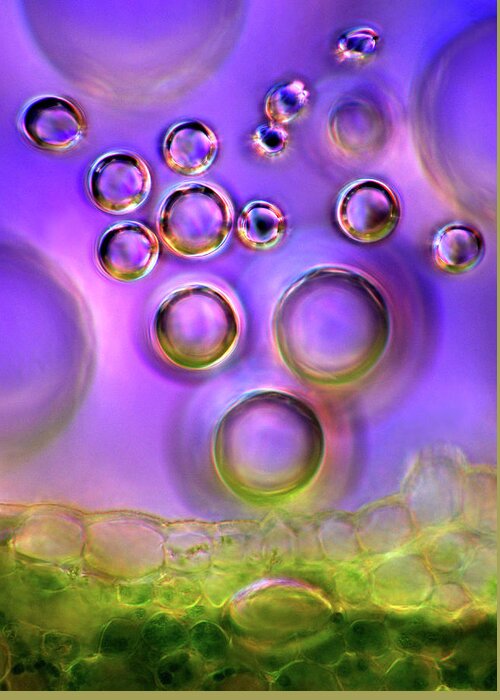 Flora Greeting Card featuring the photograph Bubbles And Plant Tissue by Marek Mis/science Photo Library