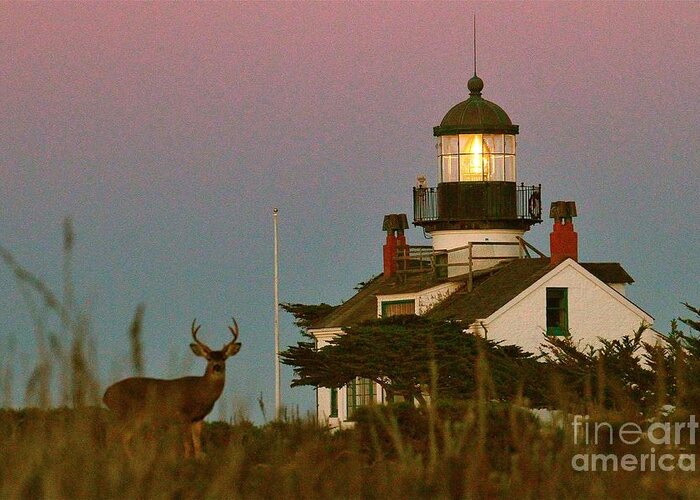 Point Pinos Lighthouse Greeting Card featuring the photograph Buck by Point Pinos Lighthouse Pacific Grove 2014 by Monterey County Historical Society