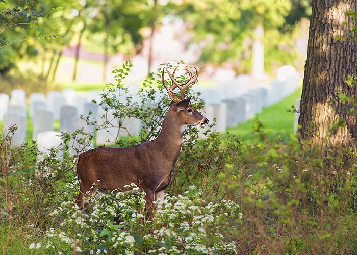 Deer Greeting Card featuring the photograph Buck In A Bush by Bill and Linda Tiepelman