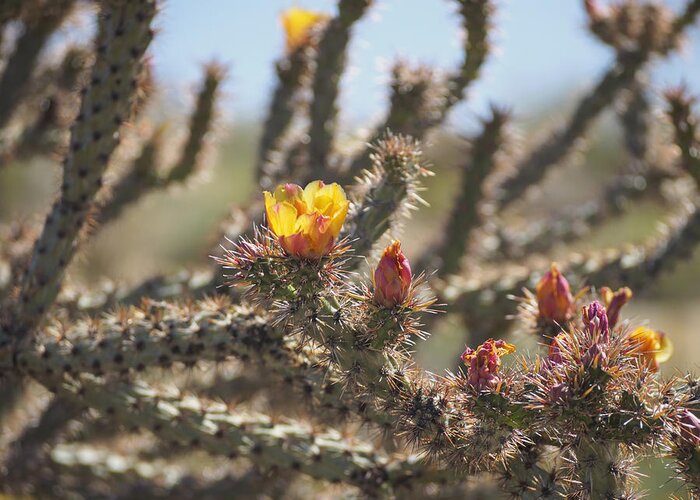 Arizona Greeting Card featuring the photograph Buckhorn Cholla Cactus Arizona Desert by Marianne Campolongo