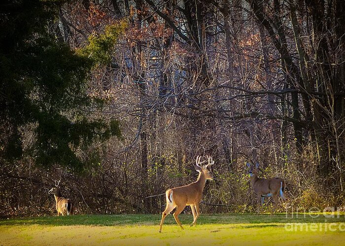 Andscape Greeting Card featuring the photograph Bucks and Babes Deer by Peggy Franz