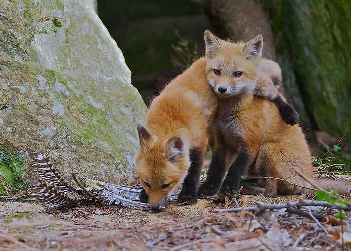 Red Fox Greeting Card featuring the photograph Buddies by Dale J Martin