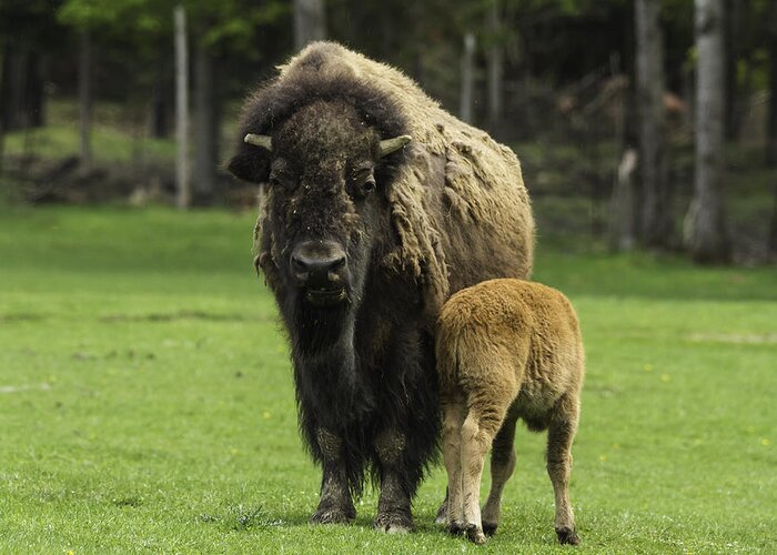 Buffalo Greeting Card featuring the photograph Buffalo and Calf by Josef Pittner