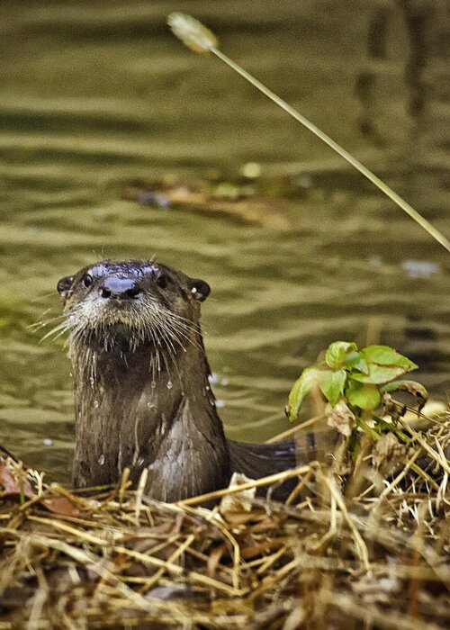 Otter Greeting Card featuring the photograph Buffalo National River Otter by Michael Dougherty