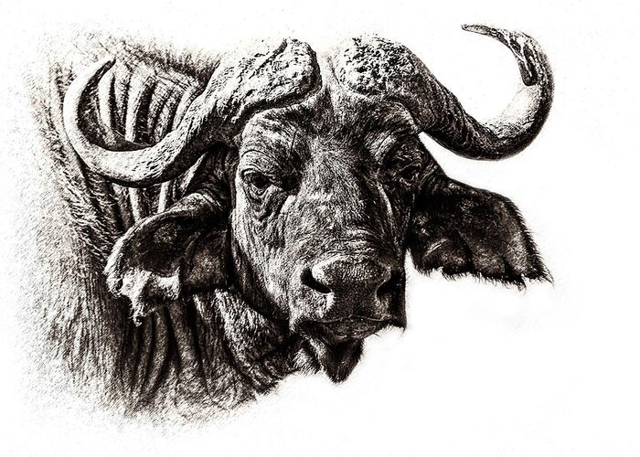 Africa Greeting Card featuring the photograph Buffalo Sketch by Mike Gaudaur