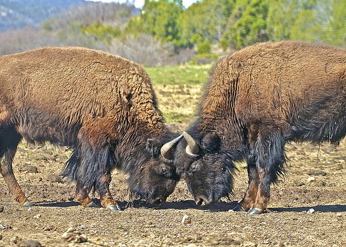 Buffalo Greeting Card featuring the photograph Buffaloes at Play by SC Heffner