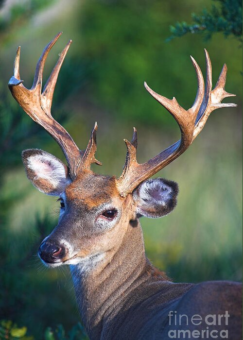 Buck Greeting Card featuring the photograph Buck Posing by Jane Axman