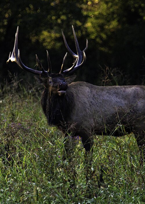 Bull Elk Greeting Card featuring the photograph Bull Elk at First Light by Michael Dougherty