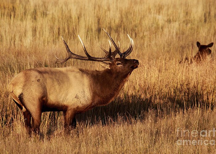 Elk Greeting Card featuring the photograph Bull Elk by Clare VanderVeen