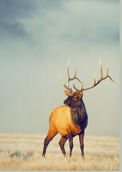 Elk Greeting Card featuring the photograph Bull Elk in Fog by D Robert Franz