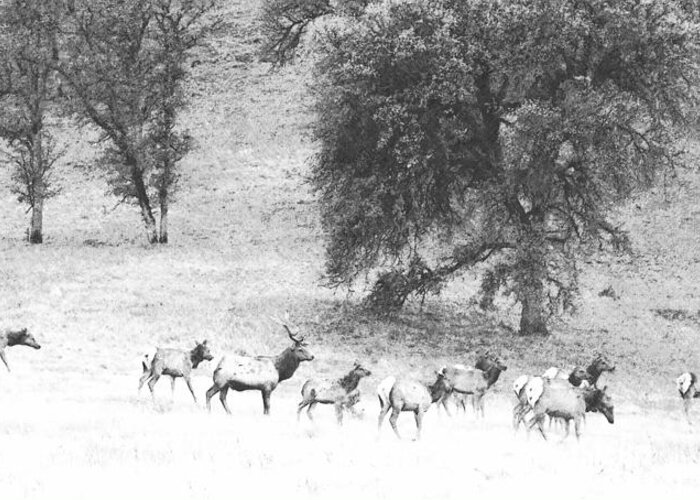 Pencil Greeting Card featuring the photograph Bull Elk With Harem by Frank Wilson