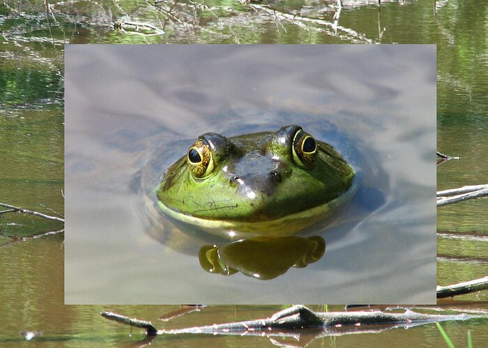 Frog Greeting Card featuring the photograph Bull Frog and Pond by Natalie Rotman Cote