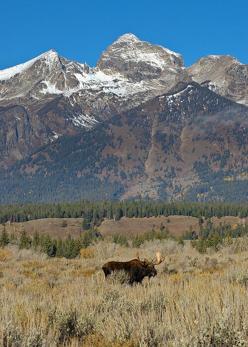 Photography Greeting Card featuring the photograph Bull Moose and Mountains by Lee Kirchhevel